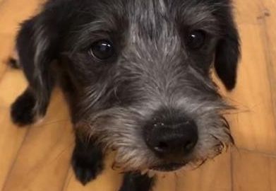 가수 이효리가 유기견을 도와달라는 호소 내용 / 한국일보