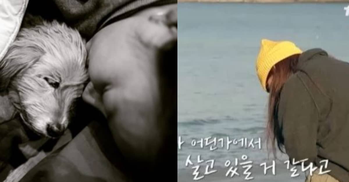 왼) 이효리와 순심이 / 평강공주 보호소  오)  이효리 눈물흘리는 모습 / tvN 예능 ‘캐나다 체크인’ 예고편 캡처